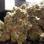 Pineapple Kush Strain Marijuana Plant