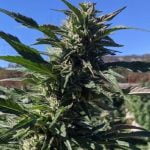 Pink Panties Marijuana Strain