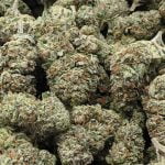 Pink Panties Strain Marijuana Plant