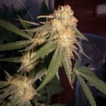 Recon Marijuana Strain