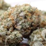 Recon Strain Marijuana Plant