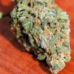 Sour Banana Sherbet Bud