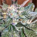 Sour Banana Sherbet Strain Marijuana Plant