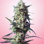 Strawberry Marijuana Strain