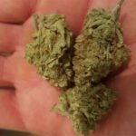 Strawberry Strain Marijuana Plant