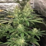 THC Bomb Marijuana Strain