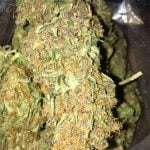 THC Bomb Strain Marijuana Plant