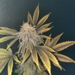 10th Planet Marijuana Strain