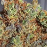 10th Planet Strain Marijuana Plant