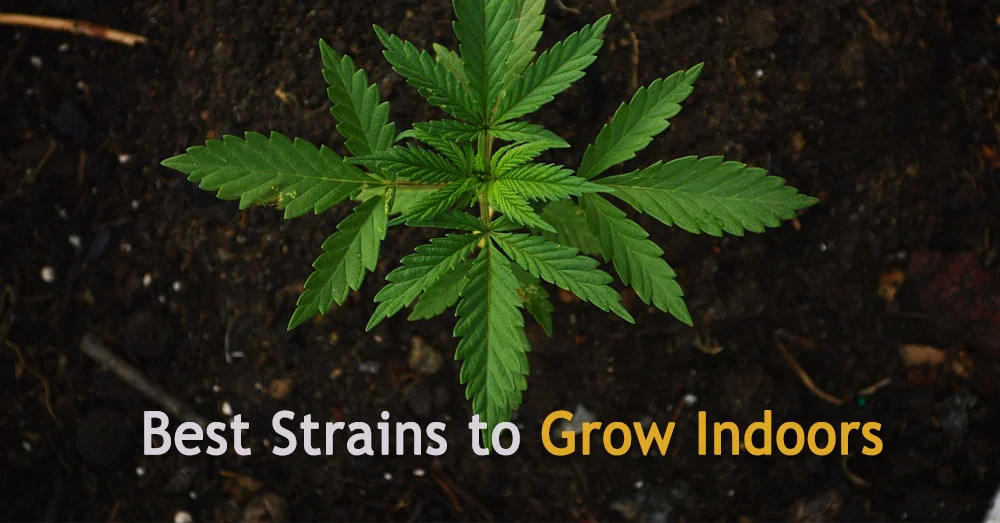 Best strains to grow indoors