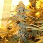 Ace of Spades Marijuana Strain