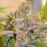 Ace of Spades Strain Marijuana Plant