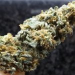Afghan Kush Bud