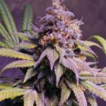 Afghan Kush Marijuana Strain