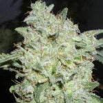 Afghan Kush Strain Marijuana Plant