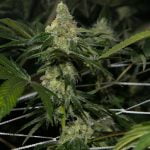 Alien Cookies Marijuana Strain