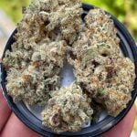 Alien Cookies Strain Marijuana Plant