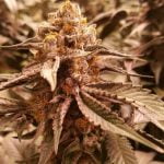 Axilla Marijuana Strain