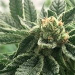 Axilla Strain Marijuana Plant