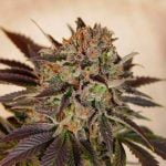 Banana Sherbet Marijuana Strain