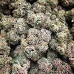 Banana Sherbet Strain Marijuana Plant