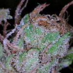 Bear Dance Strain Marijuana Plant