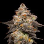Berry Pie Marijuana Strain