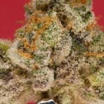 Berry PIe Strain Marijuana Plant