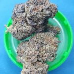 Black Cherry Pie Bud