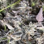 Black Cherry Pie Marijuana Strain