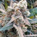 Black Cherry Pie Strain Marijuana Plant