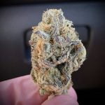 Black Cherry Punch Bud