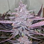 Black Cherry Punch Marijuana Strain
