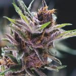 Black Cherry Punch Strain Marijuana Plant