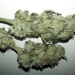 Black Domina Bud