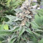 Black Domina Marijuana Strain