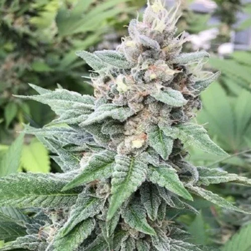 Black Domina Marijuana Strain