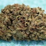 Black Lime Bud