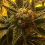 Black Lime Marijuana Strain