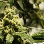 Black Lime Strain Marijuana Plant