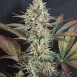 Black Triangle Marijuana Strain
