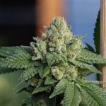 Black Triangle Strain Marijuana Plant