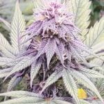 Blackberry Fire Marijuana Strain