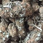 Blackberry Fire Strain Marijuana Plant