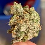 Blissful Wizard Bud