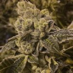 Blissful Wizard Marijuana Strain