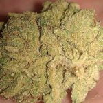 Blue Diamond Strain Marijuana Plant