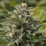 Blue Dragon Marijuana Strain