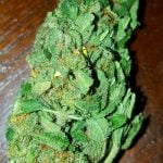 Blue Haze Bud