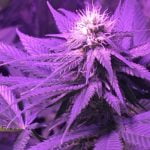 Blue Haze Marijuana Strain